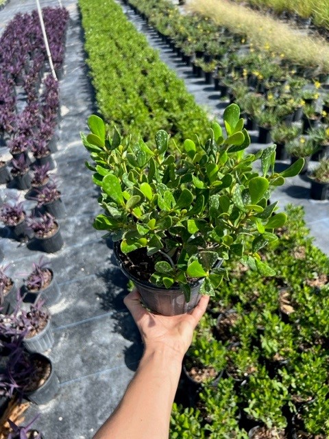 clusia-rosea-nana-dwarf-pitch-apple-autograph-tree