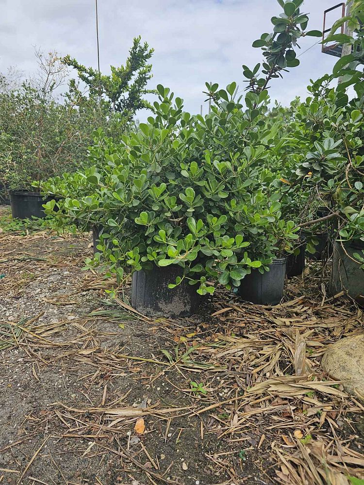 clusia-rosea-nana-dwarf-pitch-apple-autograph-tree