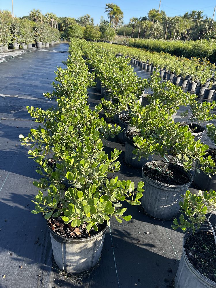 clusia-rosea-nana-dwarf-pitch-apple-autograph-tree