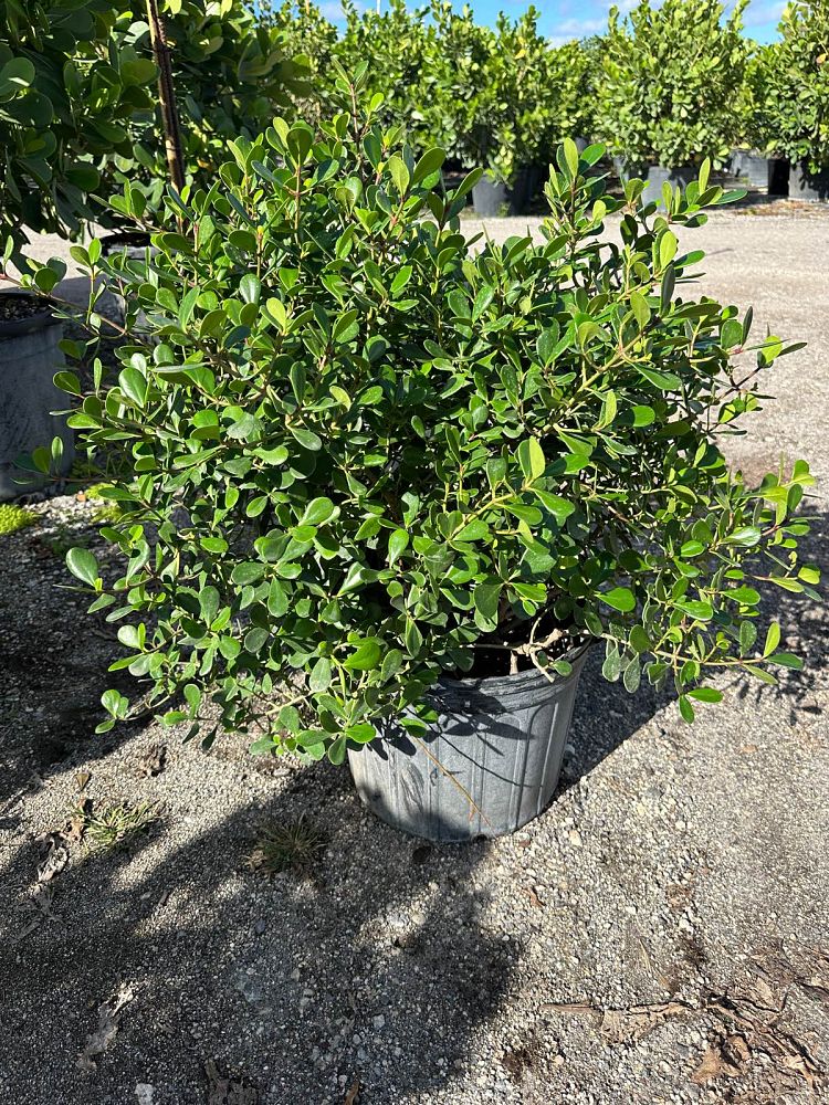 clusia-rosea-nana-dwarf-pitch-apple-autograph-tree