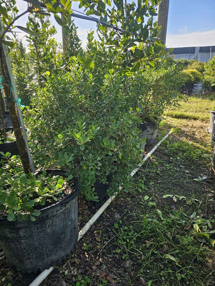 clusia-rosea-nana-dwarf-pitch-apple-autograph-tree