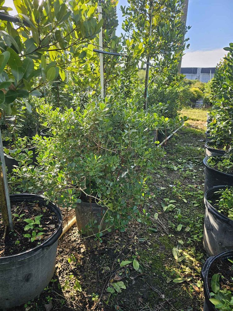 clusia-rosea-nana-dwarf-pitch-apple-autograph-tree