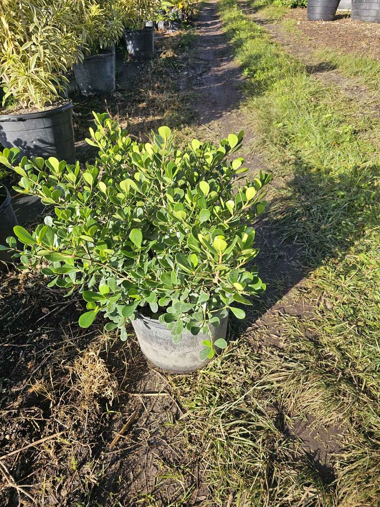 clusia-rosea-nana-dwarf-pitch-apple-autograph-tree
