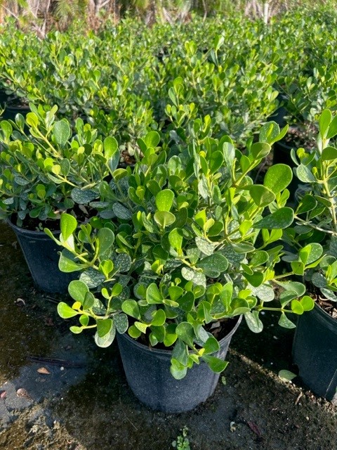clusia-rosea-nana-dwarf-pitch-apple-autograph-tree