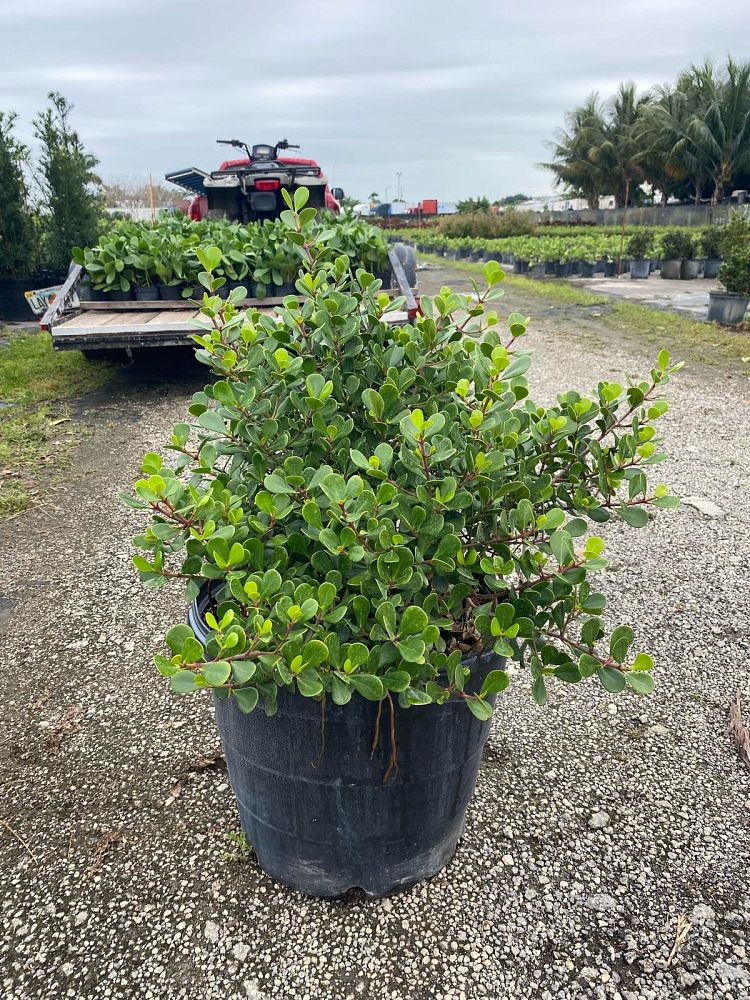 clusia-rosea-nana-dwarf-pitch-apple-autograph-tree