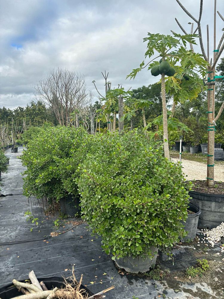 clusia-rosea-nana-dwarf-pitch-apple-autograph-tree