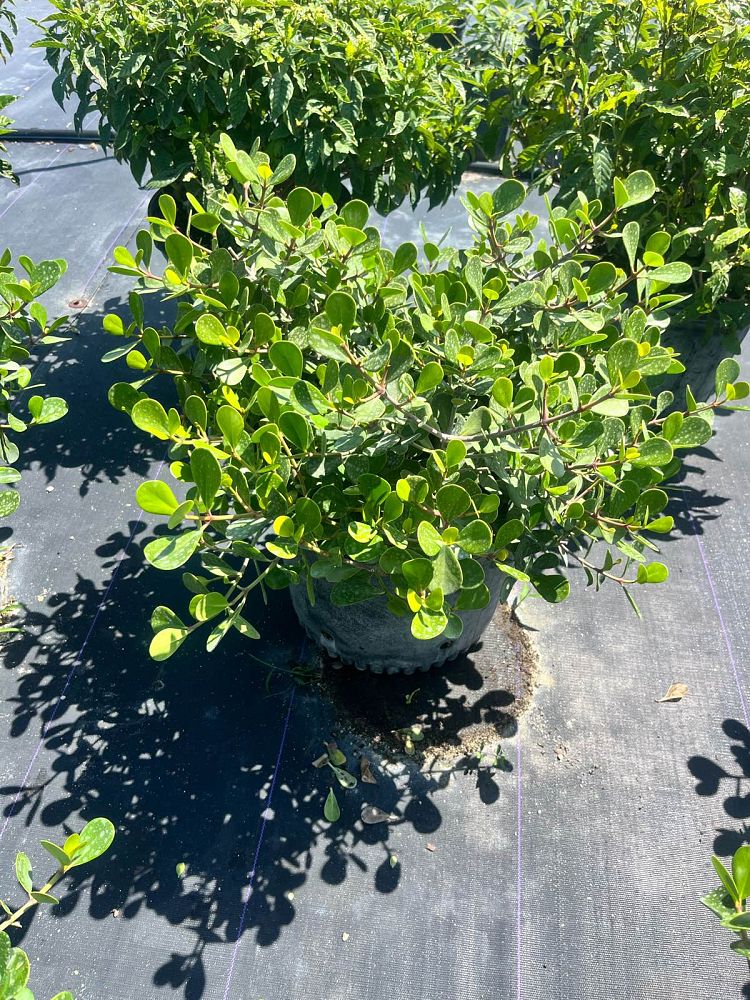 clusia-rosea-nana-dwarf-pitch-apple-autograph-tree