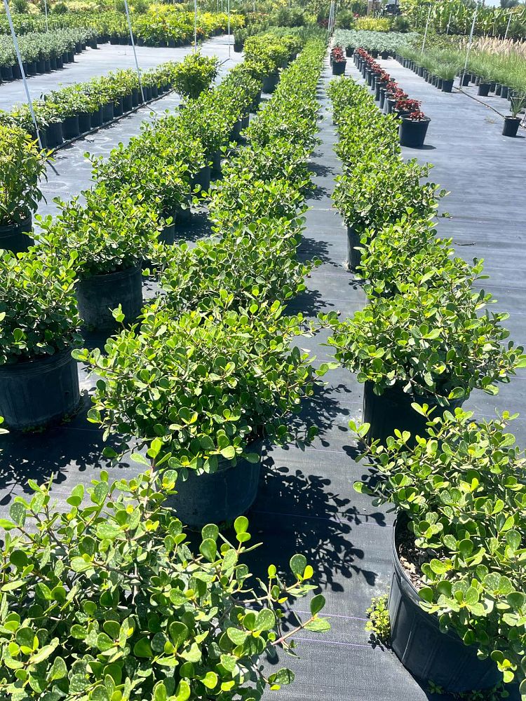 clusia-rosea-nana-dwarf-pitch-apple-autograph-tree