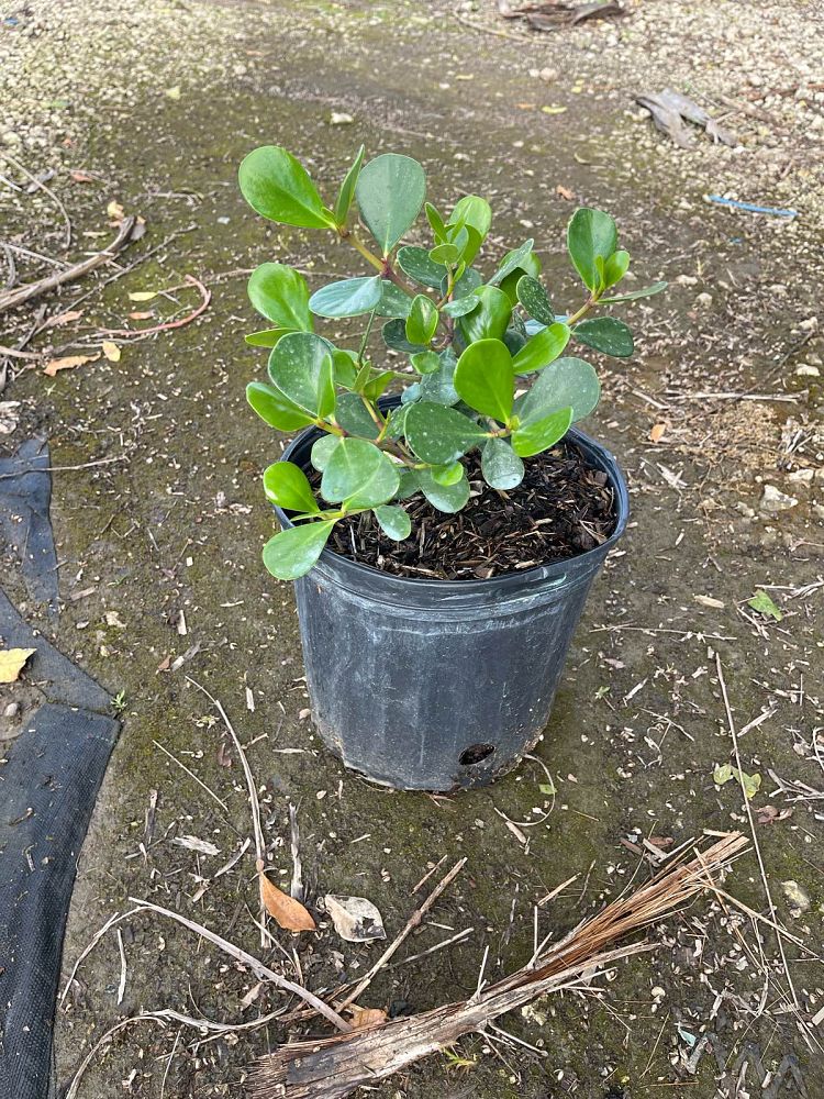 clusia-rosea-nana-dwarf-pitch-apple-autograph-tree