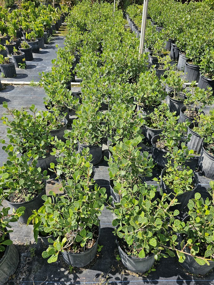 clusia-rosea-nana-dwarf-pitch-apple-autograph-tree
