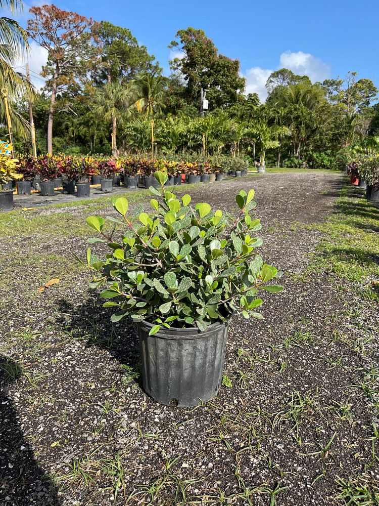 clusia-rosea-nana-dwarf-pitch-apple-autograph-tree