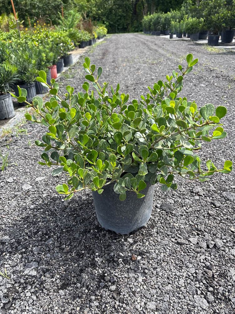 clusia-rosea-nana-dwarf-pitch-apple-autograph-tree