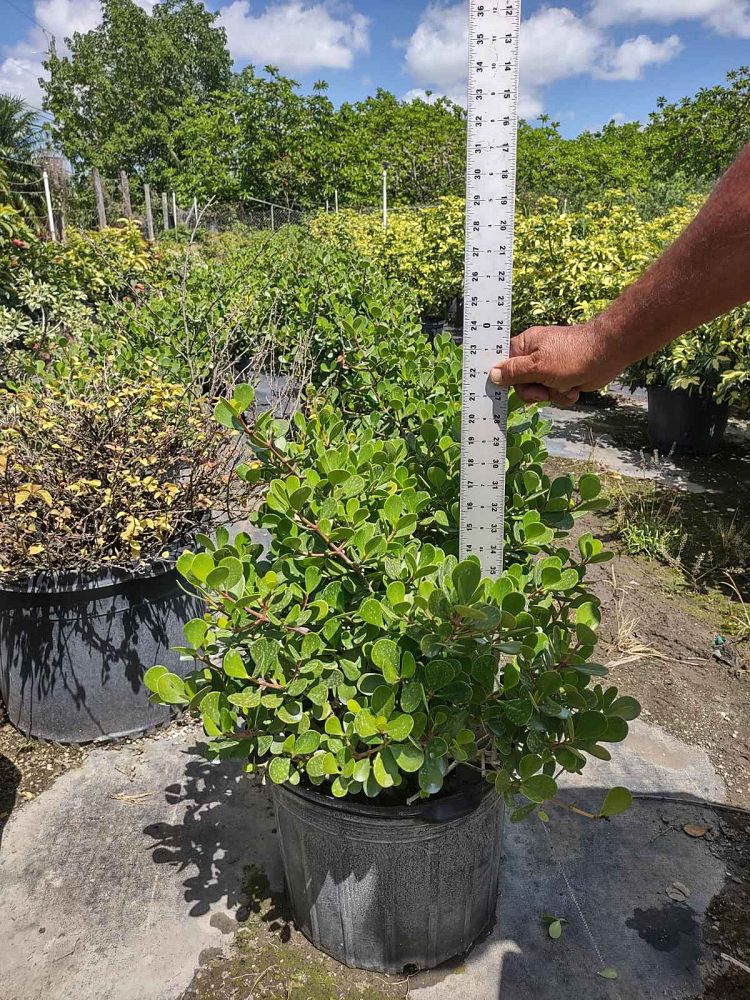 clusia-rosea-nana-dwarf-pitch-apple-autograph-tree