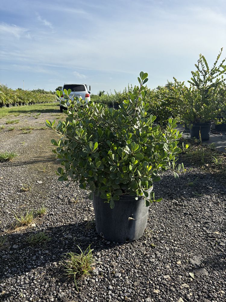 clusia-rosea-nana-dwarf-pitch-apple-autograph-tree