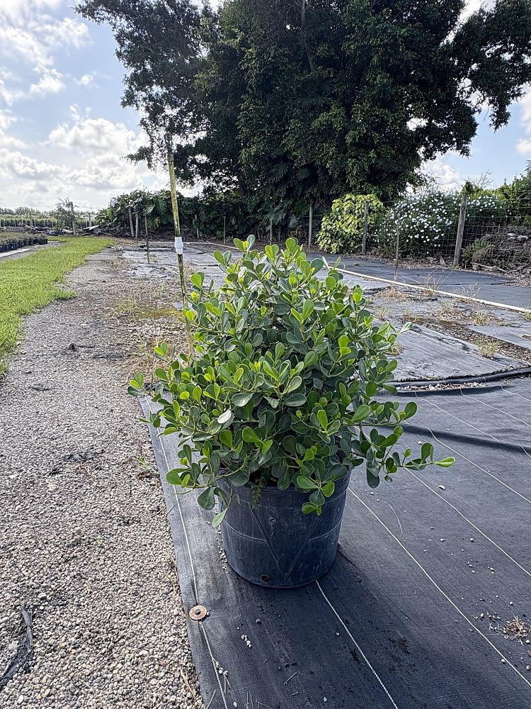 clusia-rosea-nana-dwarf-pitch-apple-autograph-tree