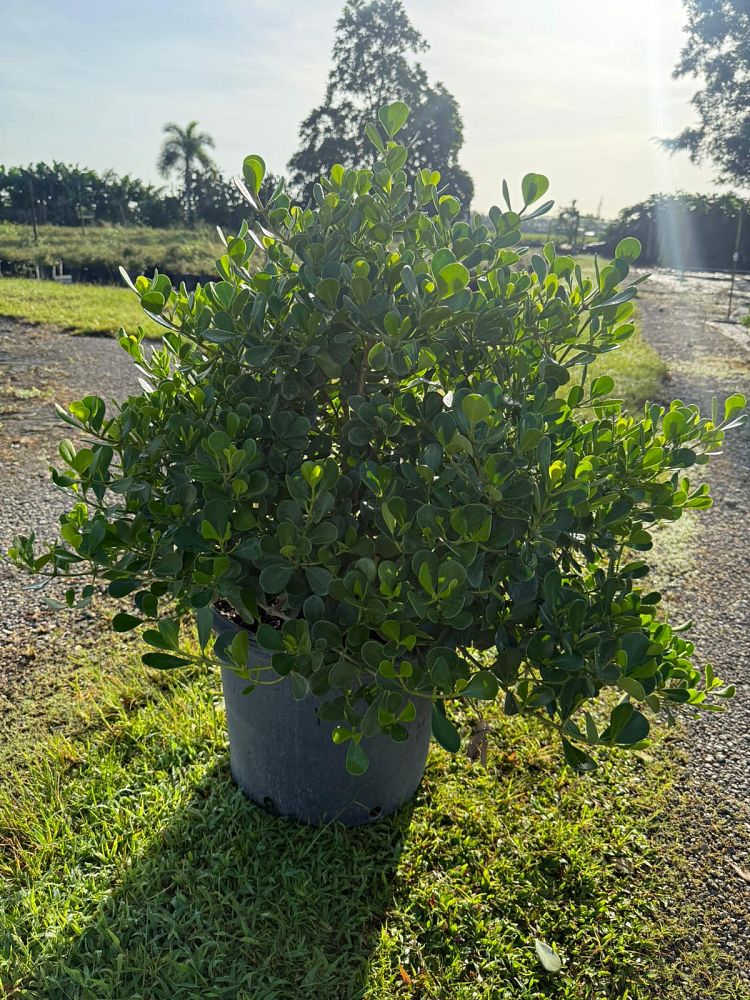 clusia-rosea-nana-dwarf-pitch-apple-autograph-tree