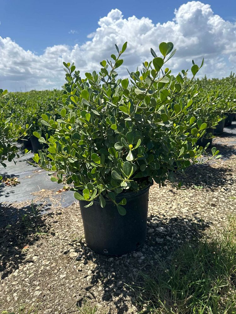 clusia-rosea-nana-dwarf-pitch-apple-autograph-tree