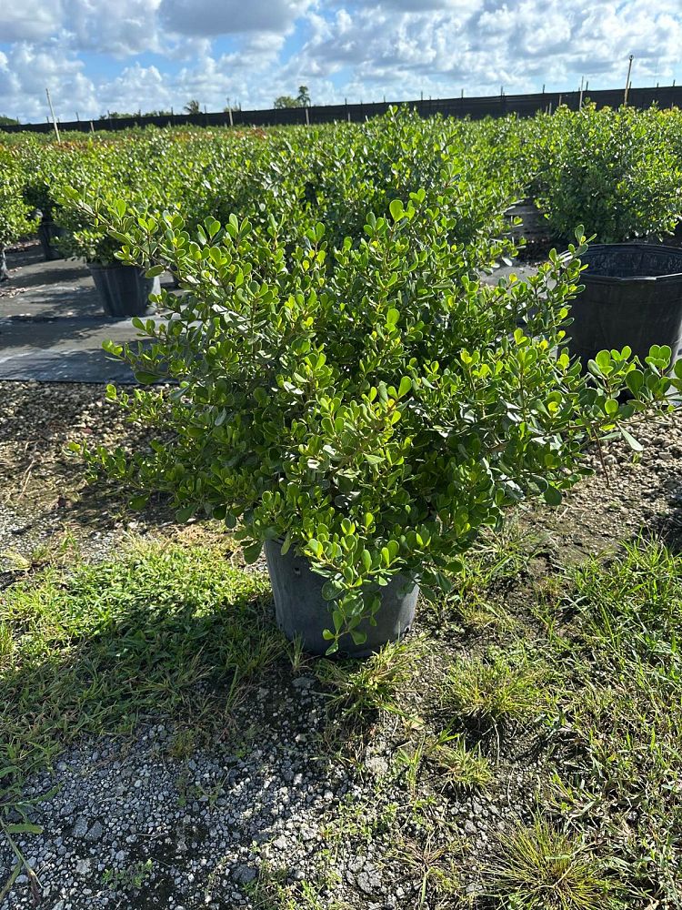 clusia-rosea-nana-dwarf-pitch-apple-autograph-tree