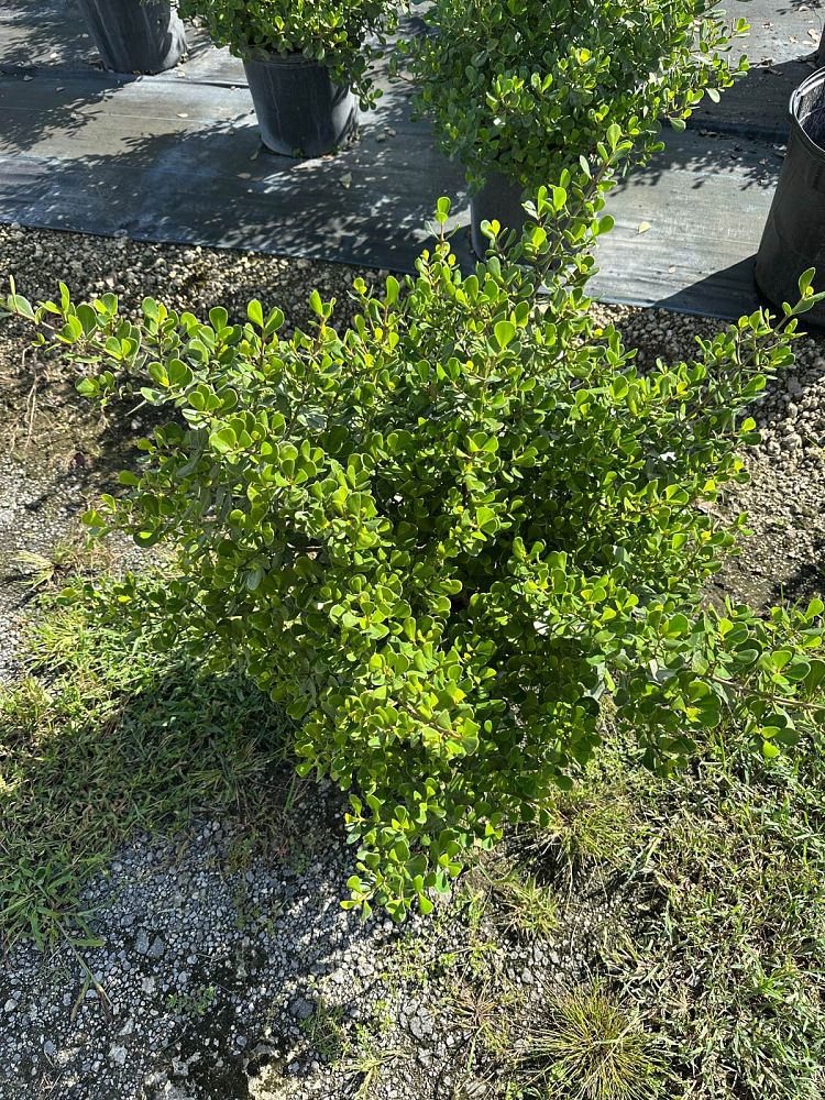 clusia-rosea-nana-dwarf-pitch-apple-autograph-tree