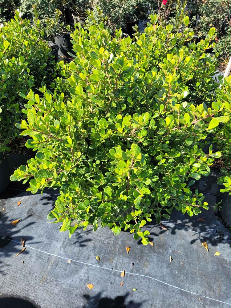 clusia-rosea-nana-dwarf-pitch-apple-autograph-tree