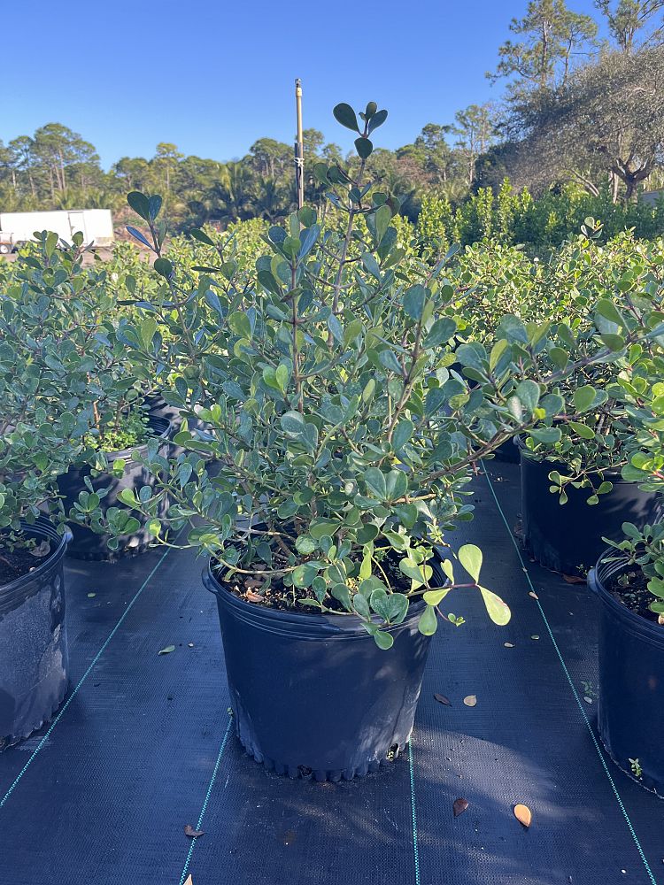 clusia-rosea-nana-dwarf-pitch-apple-autograph-tree
