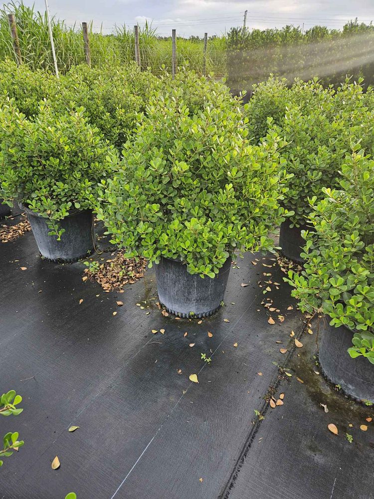 clusia-rosea-nana-dwarf-pitch-apple-autograph-tree