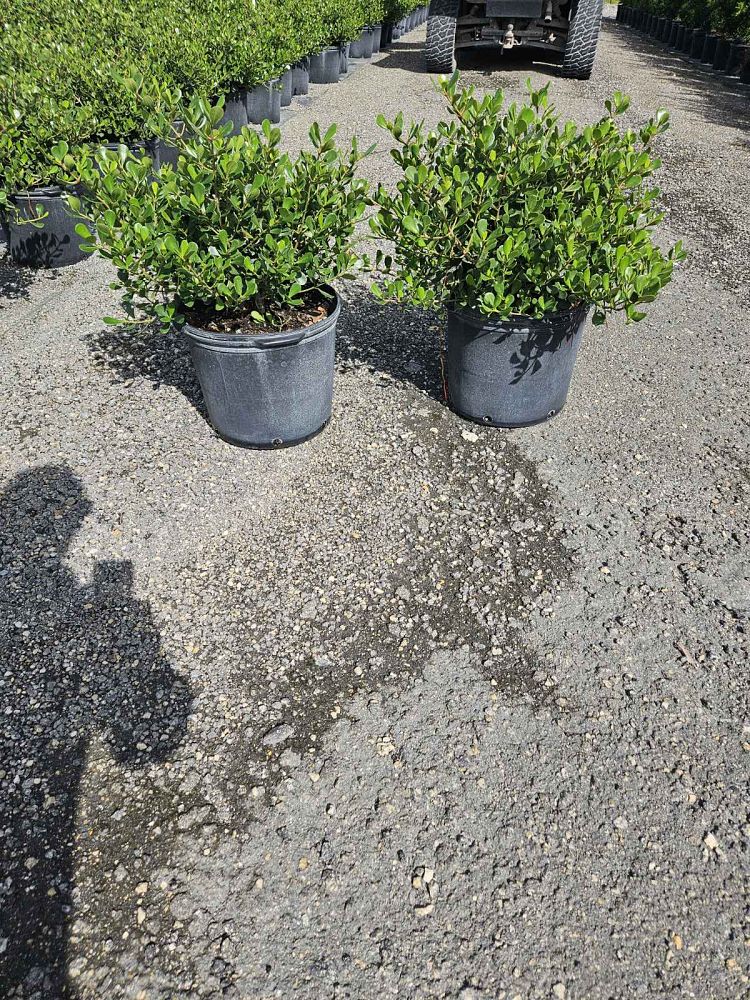 clusia-rosea-nana-dwarf-pitch-apple-autograph-tree