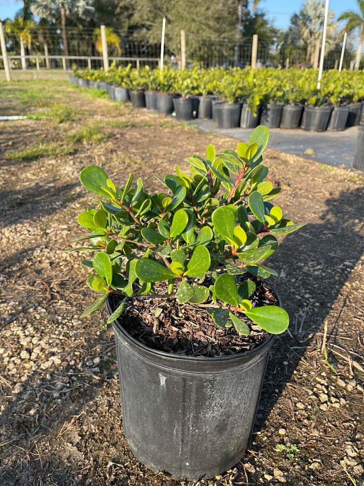 clusia-rosea-nana-dwarf-pitch-apple-autograph-tree