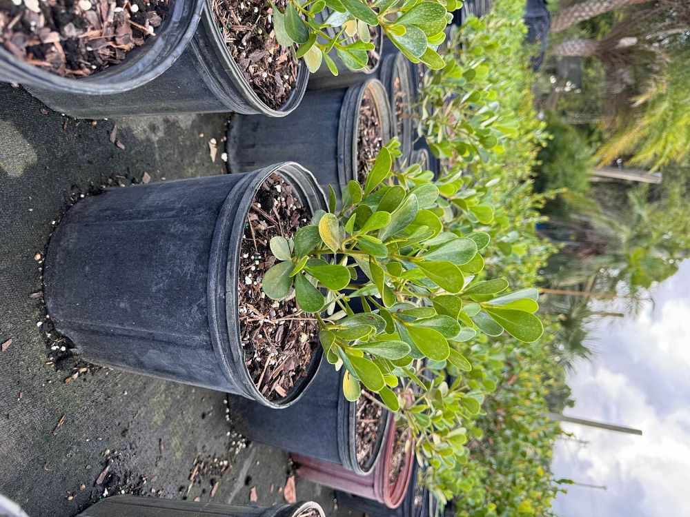 clusia-rosea-nana-dwarf-pitch-apple-autograph-tree