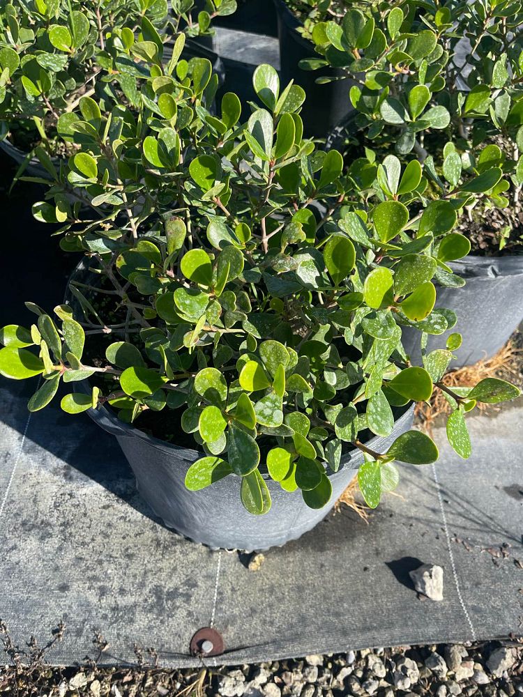 clusia-rosea-nana-dwarf-pitch-apple-autograph-tree