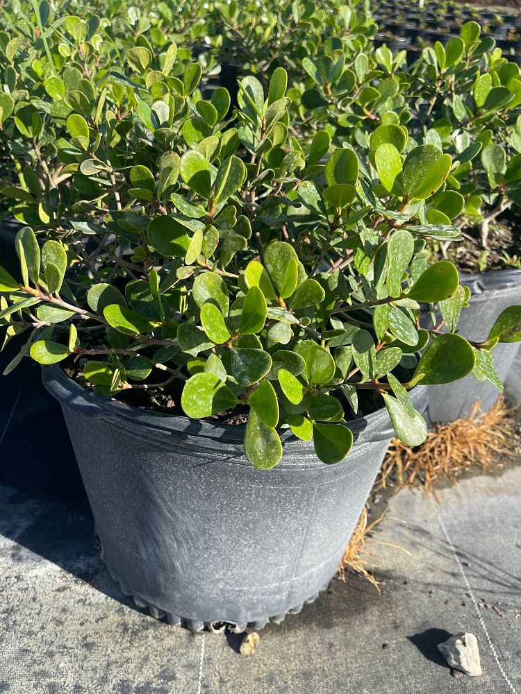 clusia-rosea-nana-dwarf-pitch-apple-autograph-tree