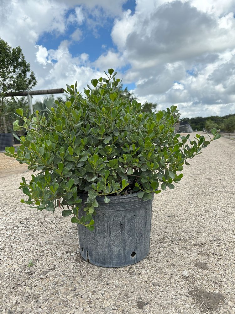 clusia-rosea-nana-dwarf-pitch-apple-autograph-tree