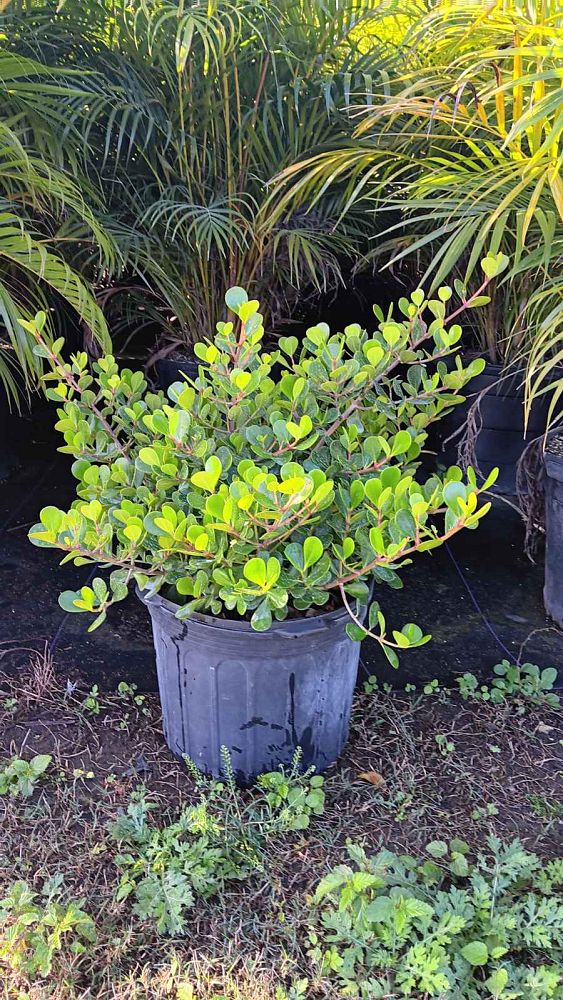 clusia-rosea-nana-dwarf-pitch-apple-autograph-tree