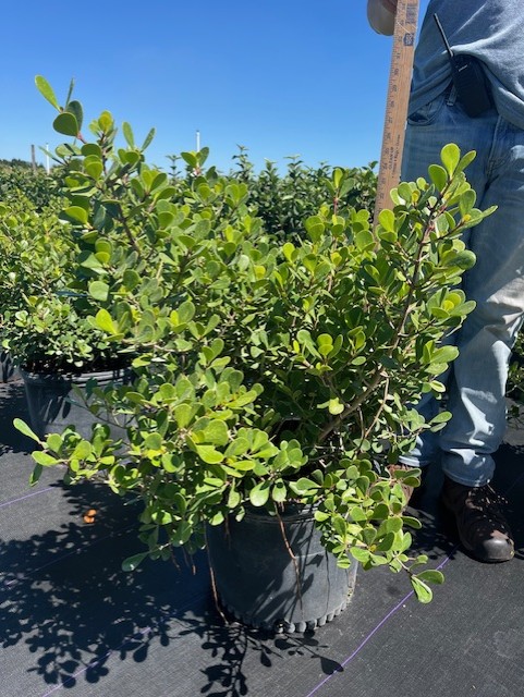 clusia-rosea-nana-dwarf-pitch-apple-autograph-tree