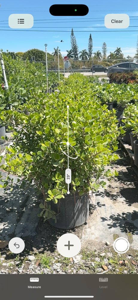clusia-rosea-nana-dwarf-pitch-apple-autograph-tree
