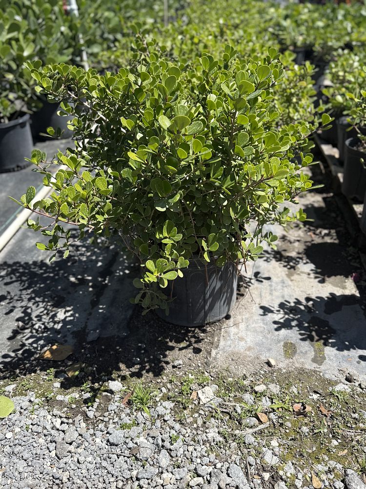 clusia-rosea-nana-dwarf-pitch-apple-autograph-tree