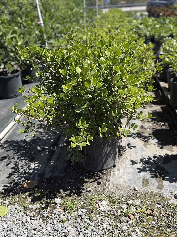 clusia-rosea-nana-dwarf-pitch-apple-autograph-tree