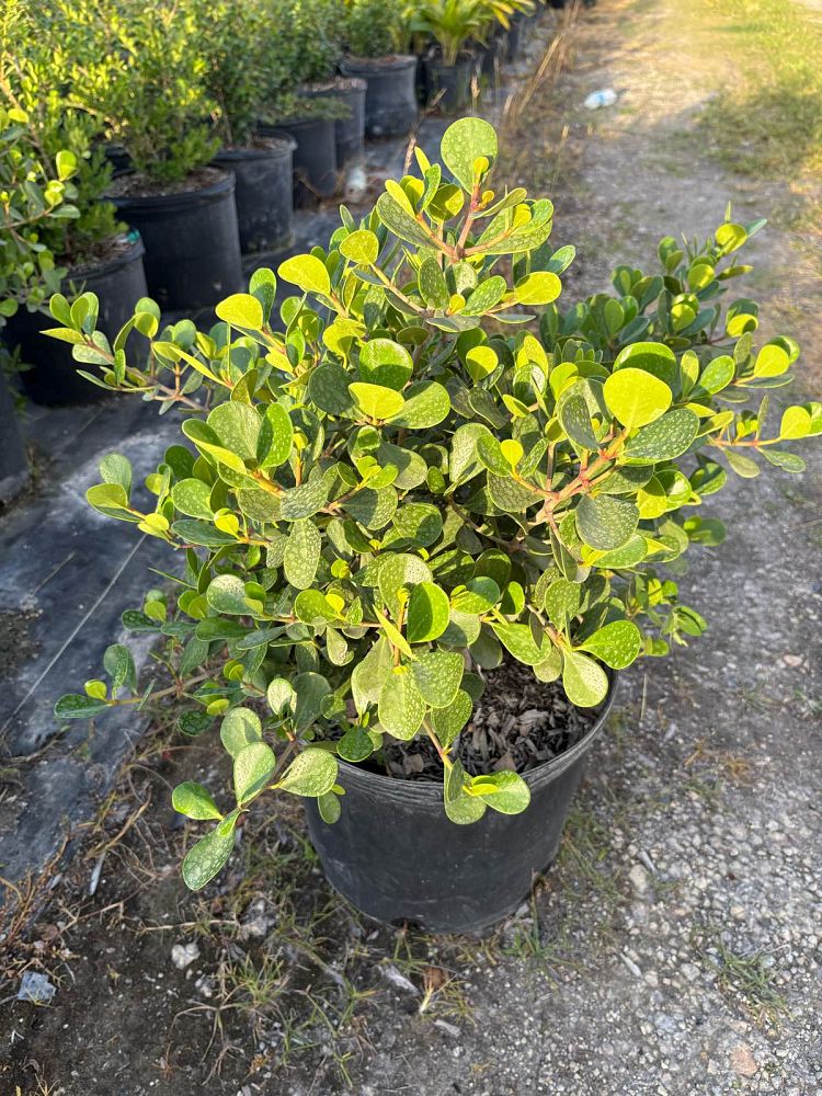clusia-rosea-nana-dwarf-pitch-apple-autograph-tree