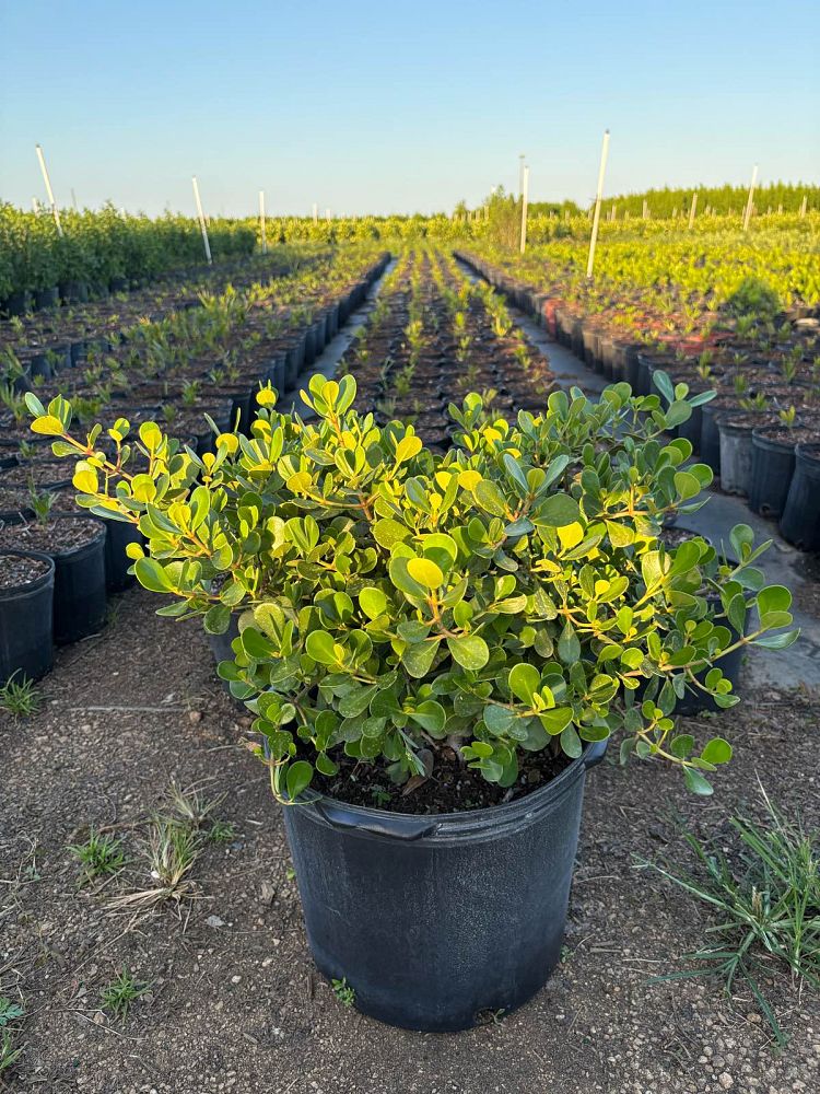 clusia-rosea-nana-dwarf-pitch-apple-autograph-tree