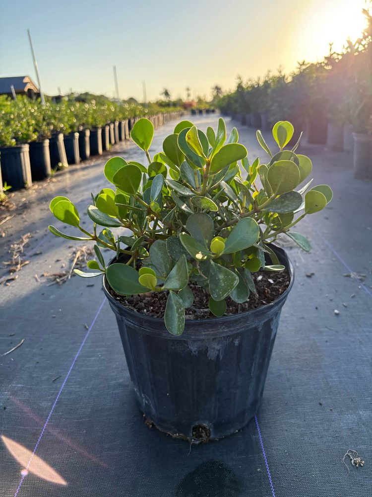 clusia-rosea-nana-dwarf-pitch-apple-autograph-tree