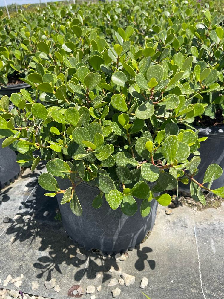 clusia-rosea-nana-dwarf-pitch-apple-autograph-tree