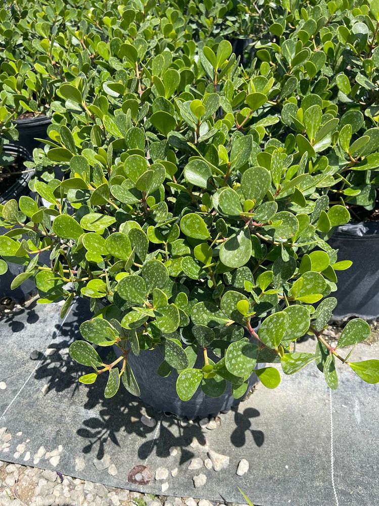 clusia-rosea-nana-dwarf-pitch-apple-autograph-tree