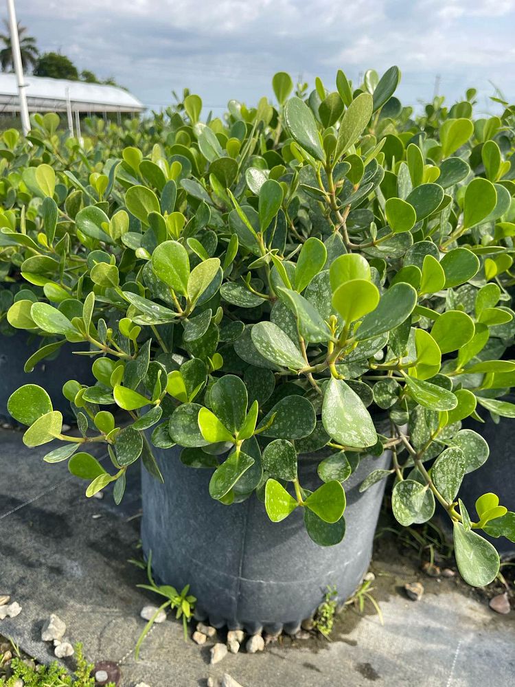 clusia-rosea-nana-dwarf-pitch-apple-autograph-tree