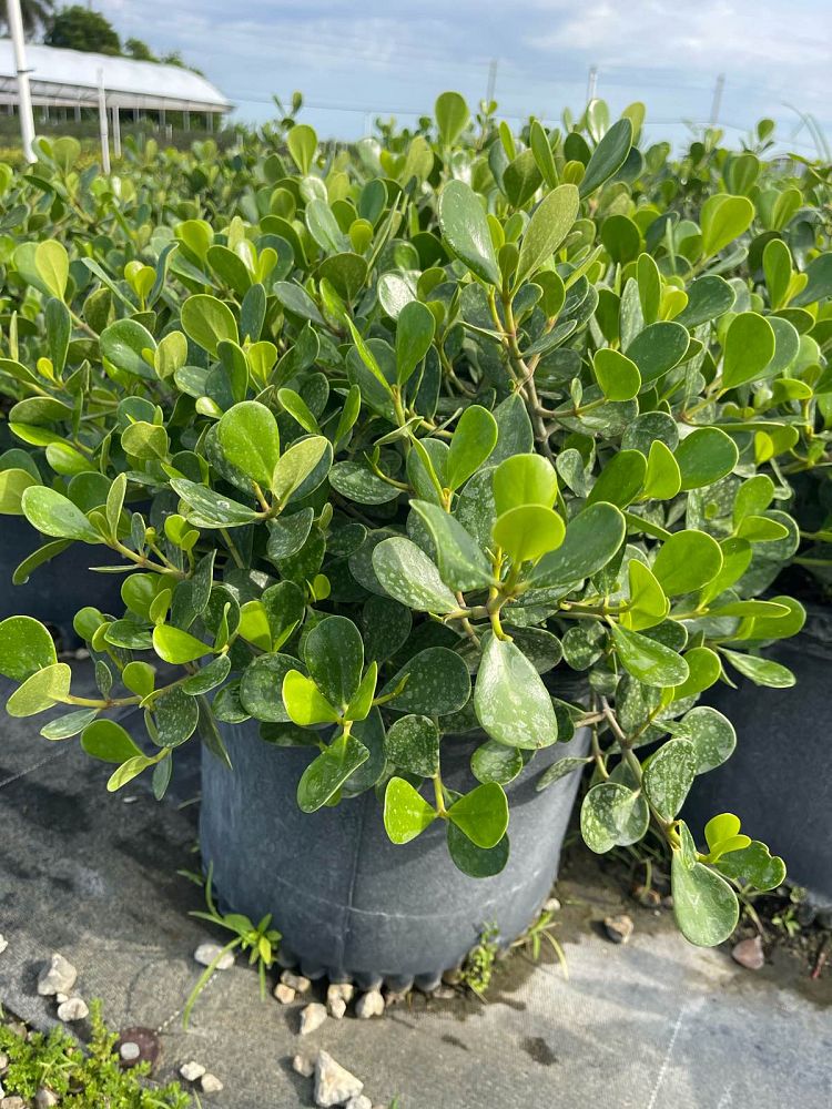 clusia-rosea-nana-dwarf-pitch-apple-autograph-tree