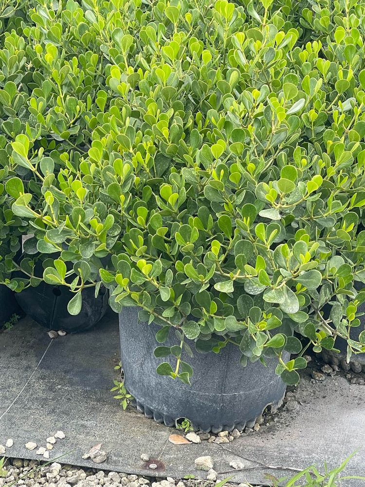 clusia-rosea-nana-dwarf-pitch-apple-autograph-tree