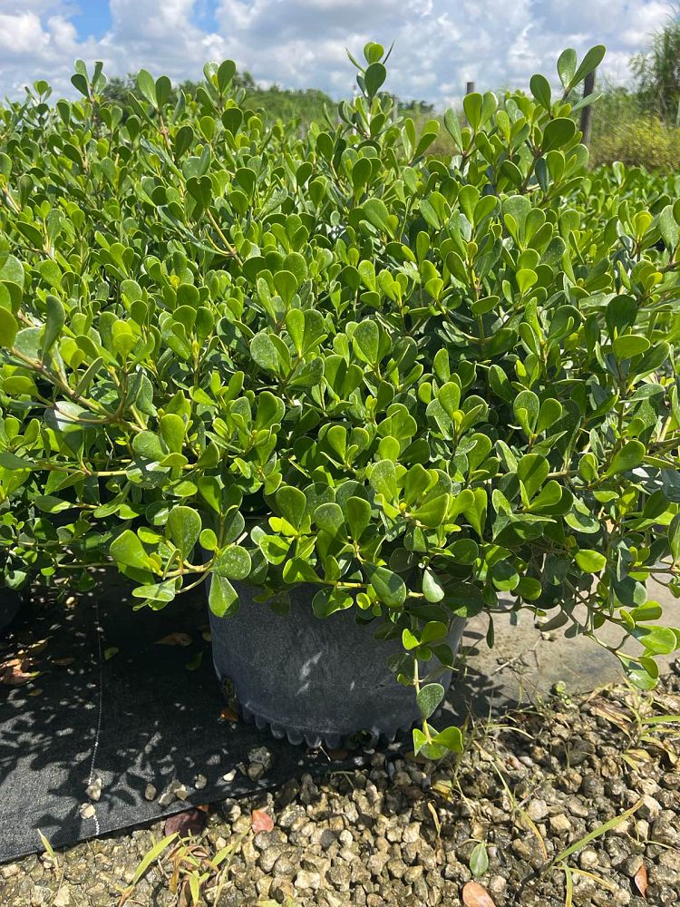 clusia-rosea-nana-dwarf-pitch-apple-autograph-tree