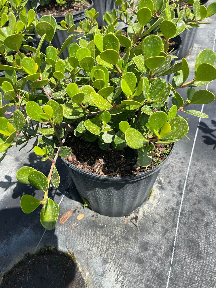 clusia-rosea-nana-dwarf-pitch-apple-autograph-tree