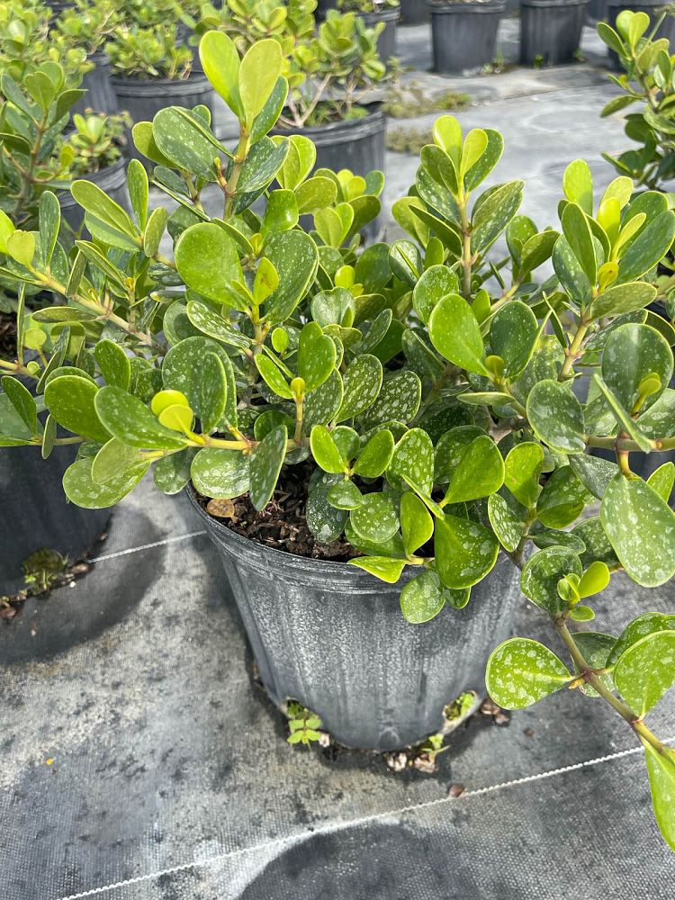 clusia-rosea-nana-dwarf-pitch-apple-autograph-tree