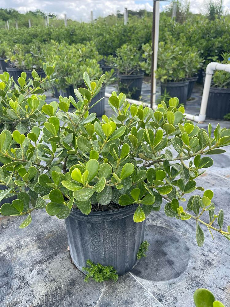 clusia-rosea-nana-dwarf-pitch-apple-autograph-tree