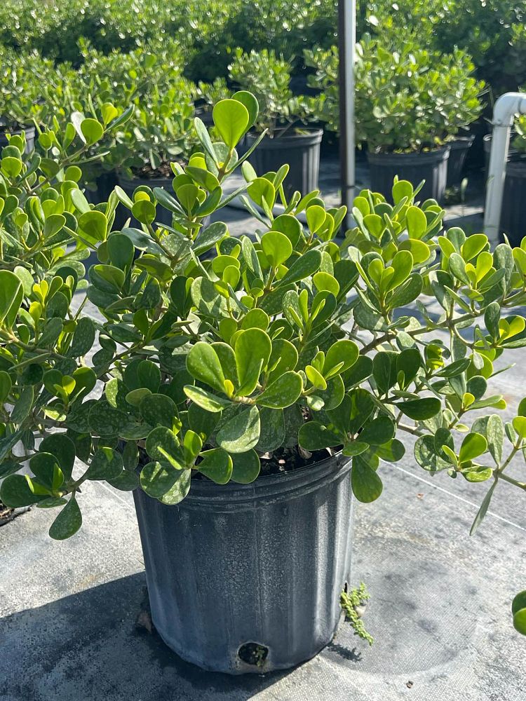 clusia-rosea-nana-dwarf-pitch-apple-autograph-tree